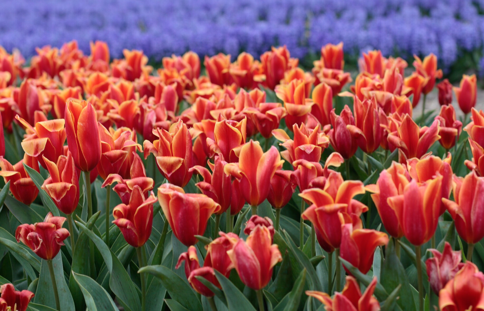 Tulip field in full bloom